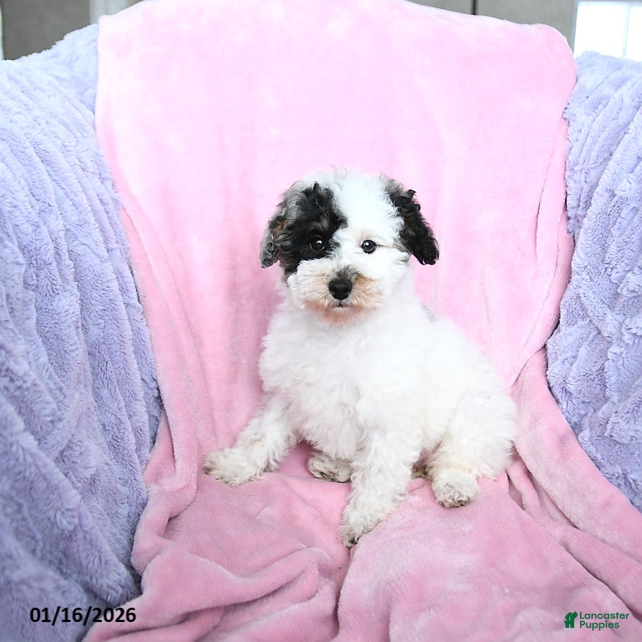Toy Poodle dogs Kaitlyn - Ad 17