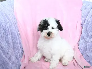 Toy Poodle dogs Kaitlyn - Ad 39