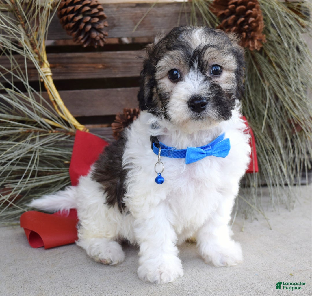 Bichpoo dogs for sale: Biscuit - Ad 8