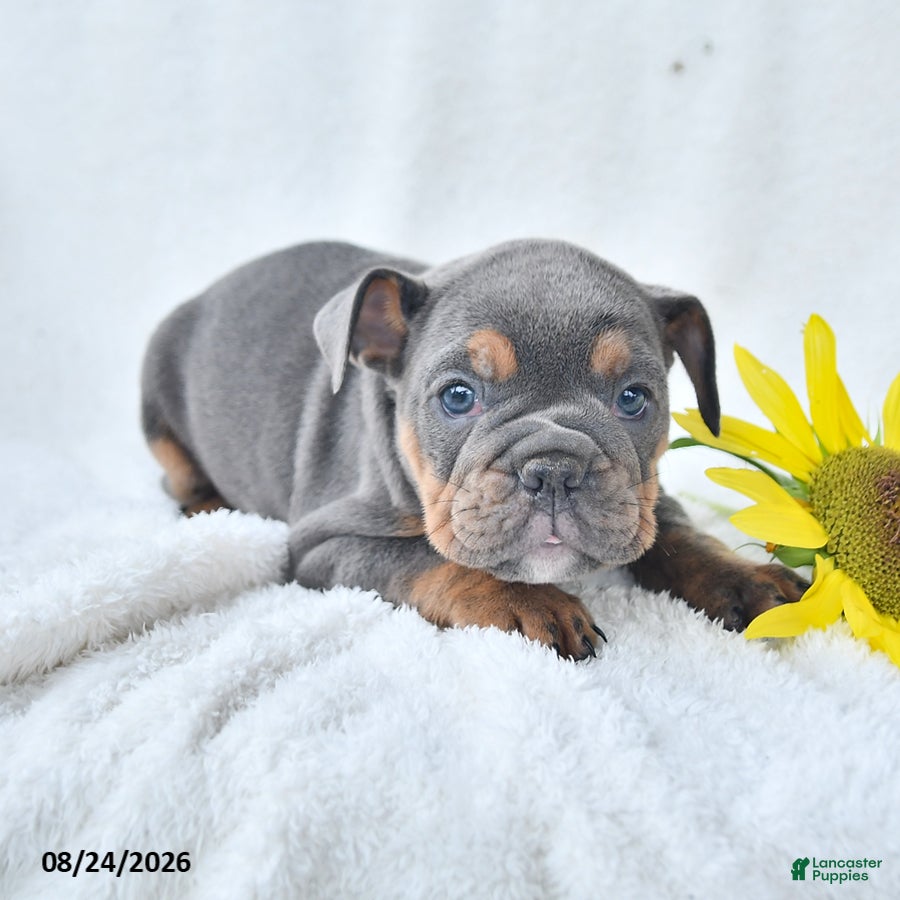 Olde English Bulldogge dogs Dixie - Ad 2