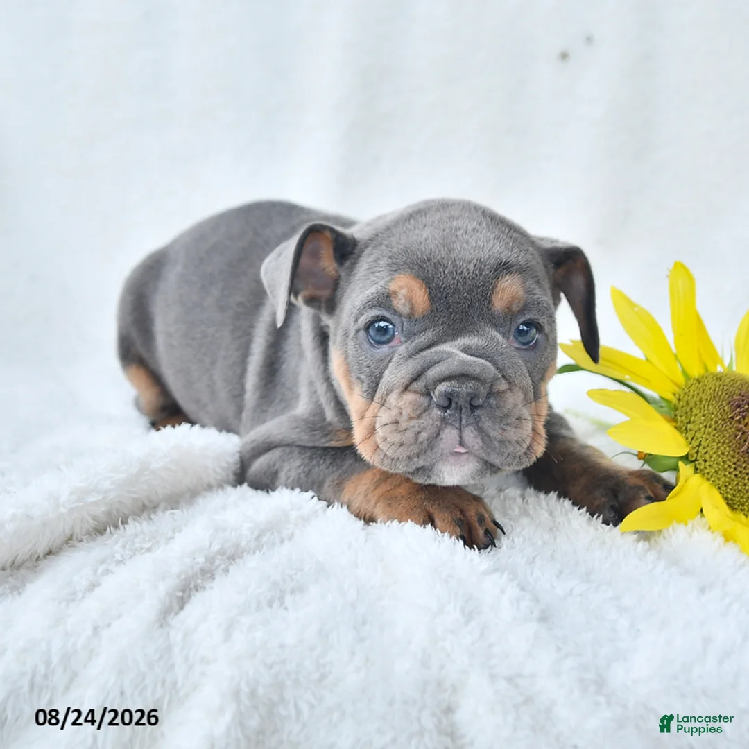 Olde English Bulldogge dogs for sale: Dixie - Ad 2