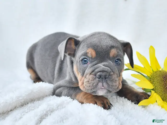 Olde English Bulldogge dogs for sale: Dixie - Ad 2