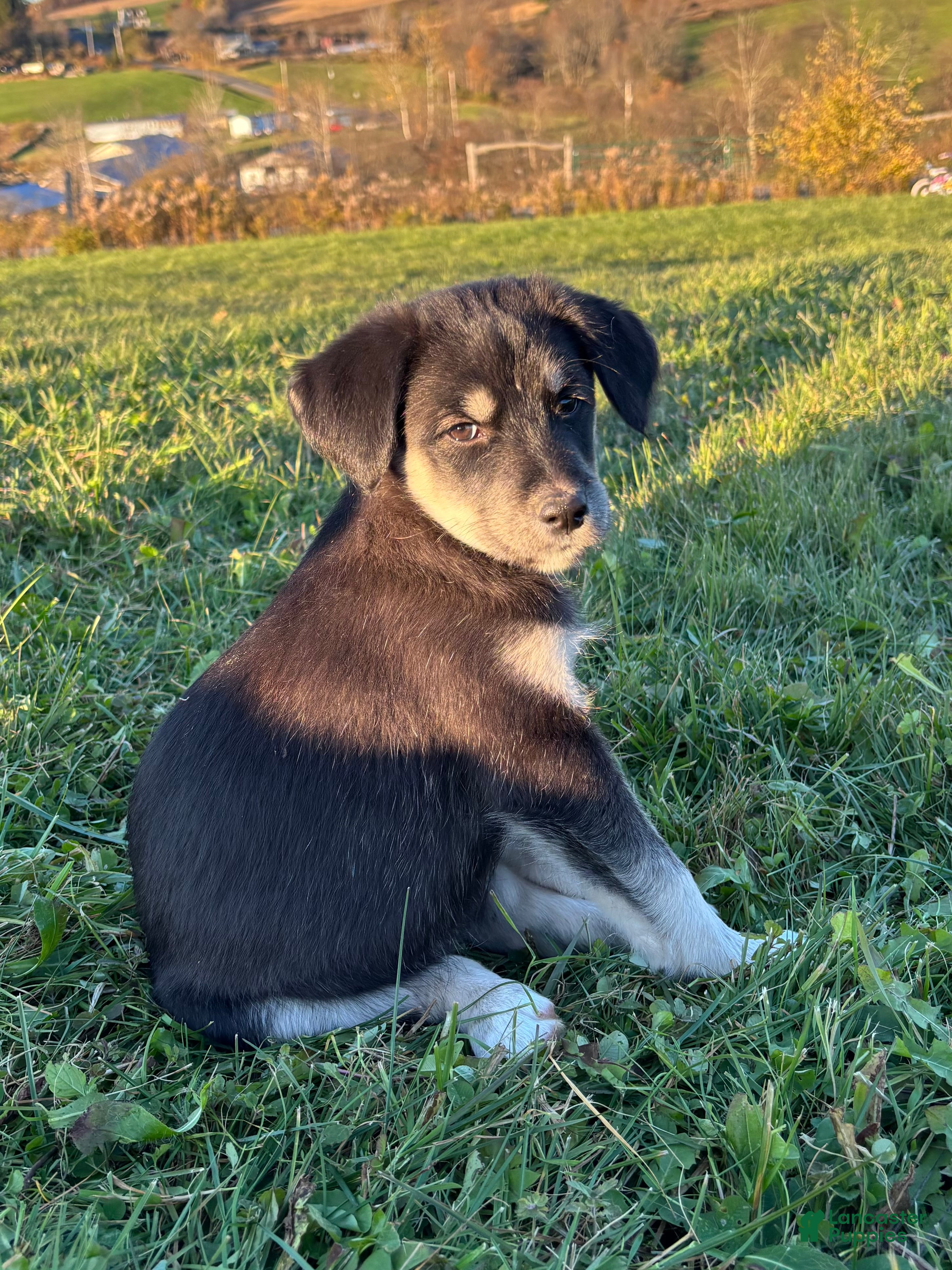 Huskipoo dogs for sale: Raven - Ad 18