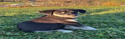 Huskipoo dogs for sale: Raven - Ad 1