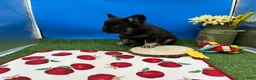 French Bulldog dogs for sale: French Bulldog 1 - Ad 3