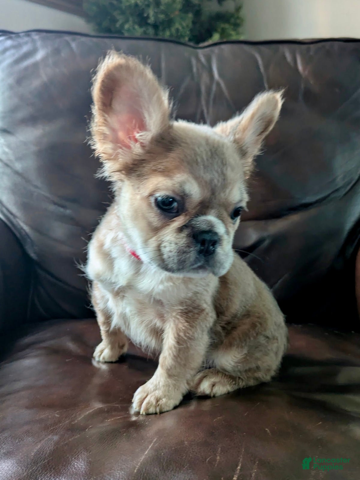 French Bulldog dogs Nebula - Ad 5