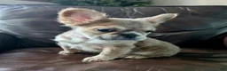 French Bulldog dogs for sale: Nebula - Ad 1