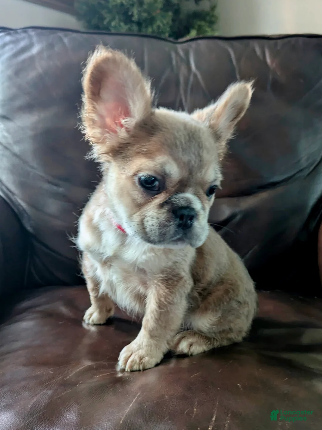French Bulldog dogs for sale: Nebula - Ad 1