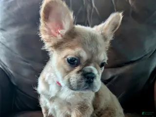 French Bulldog dogs Nebula - Ad 5
