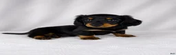 Miniature Dachshund dogs for sale: Goose - Ad 6
