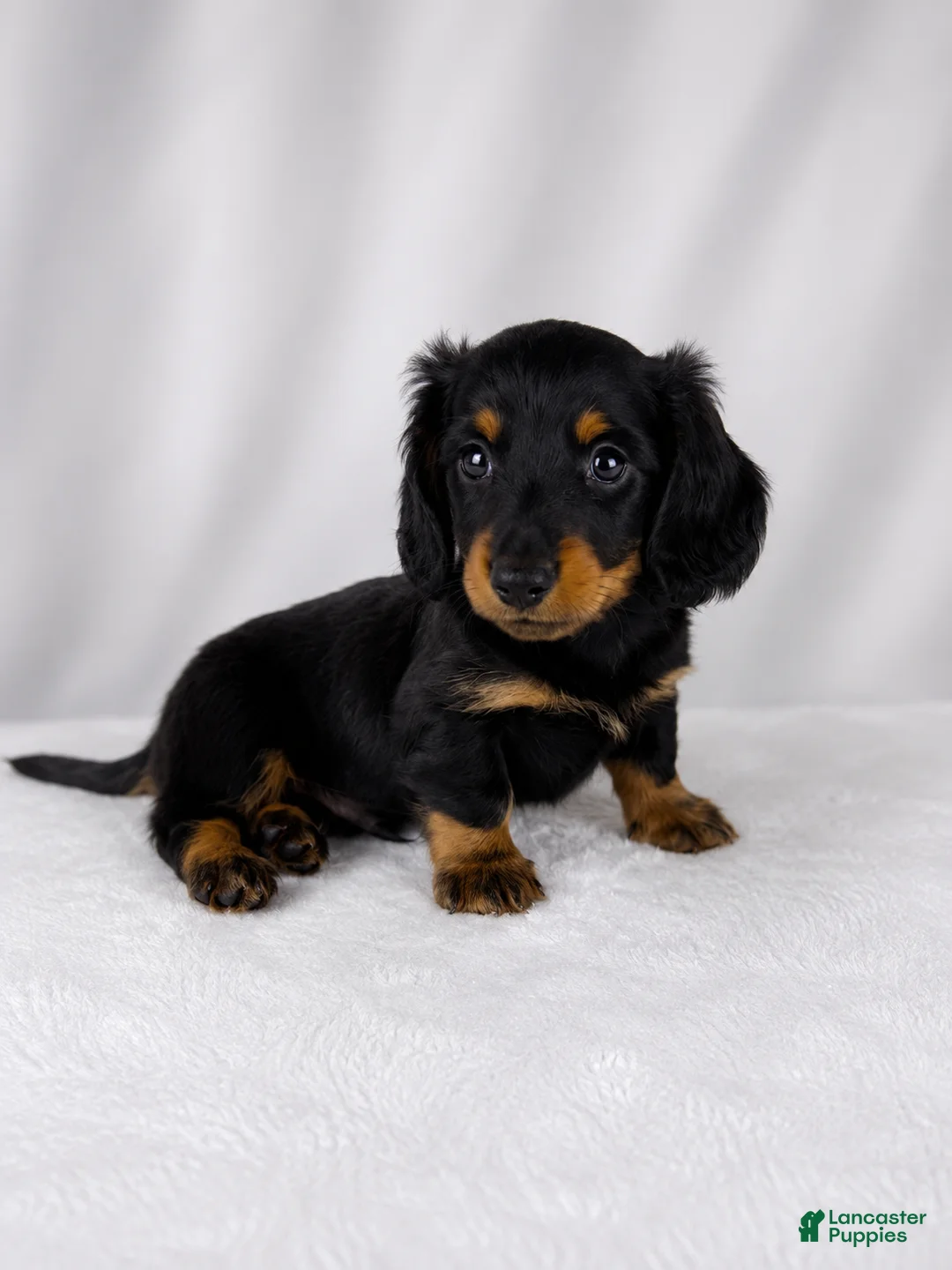 Miniature Dachshund dogs for sale: Goose - Ad 6