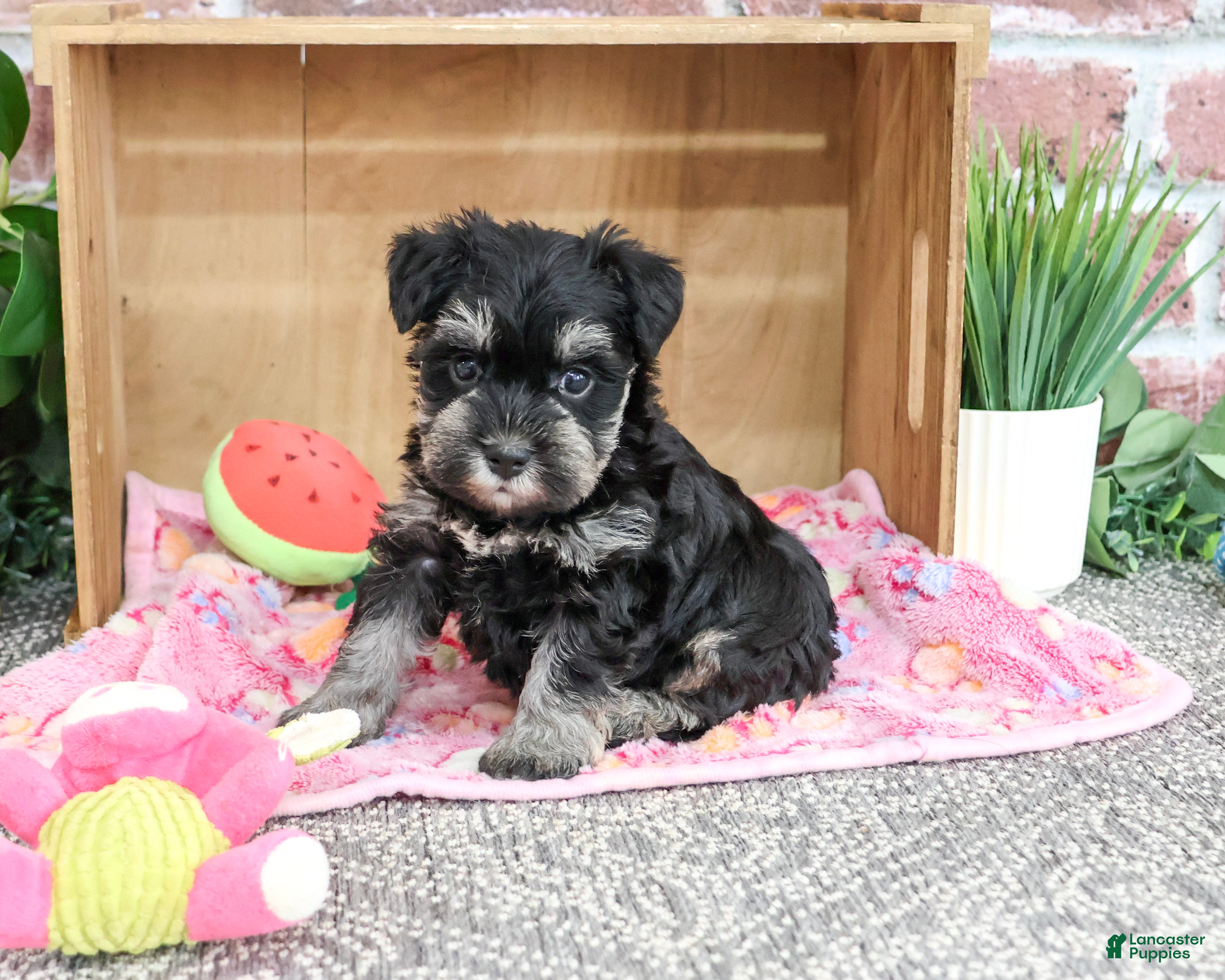 Miniature Schnauzer dogs for sale: Tina - Ad 1