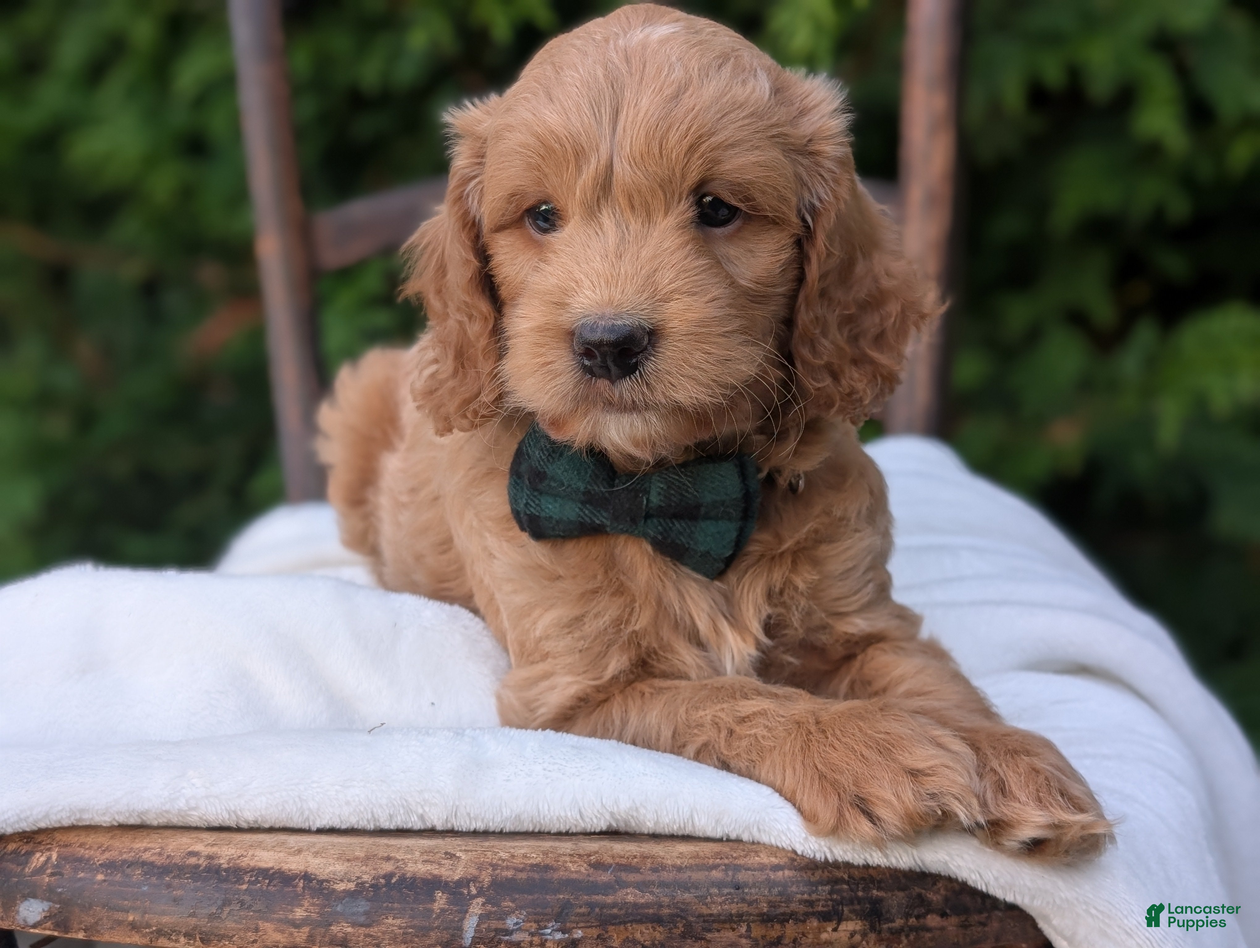 Mini Goldendoodle dogs Brody - Ad 1