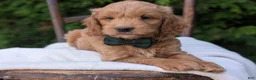 Mini Goldendoodle dogs for sale: Brody - Ad 8