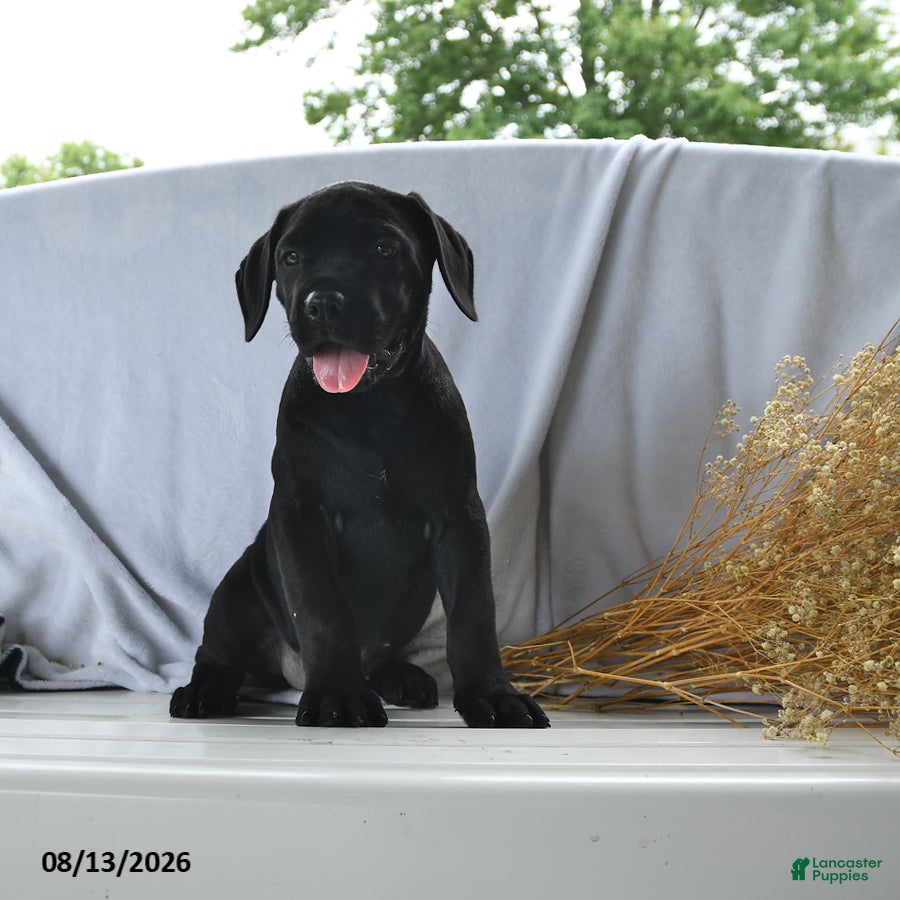 Cane Corso dogs Aspen - Ad 2