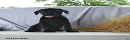 Cane Corso dogs for sale: Aspen - Ad 2