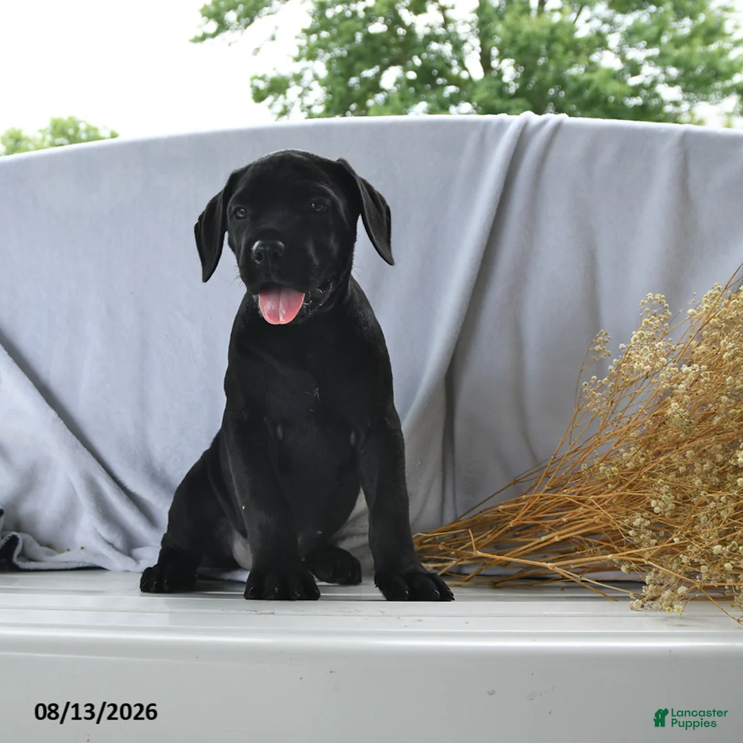 Cane Corso dogs for sale: Aspen - Ad 2
