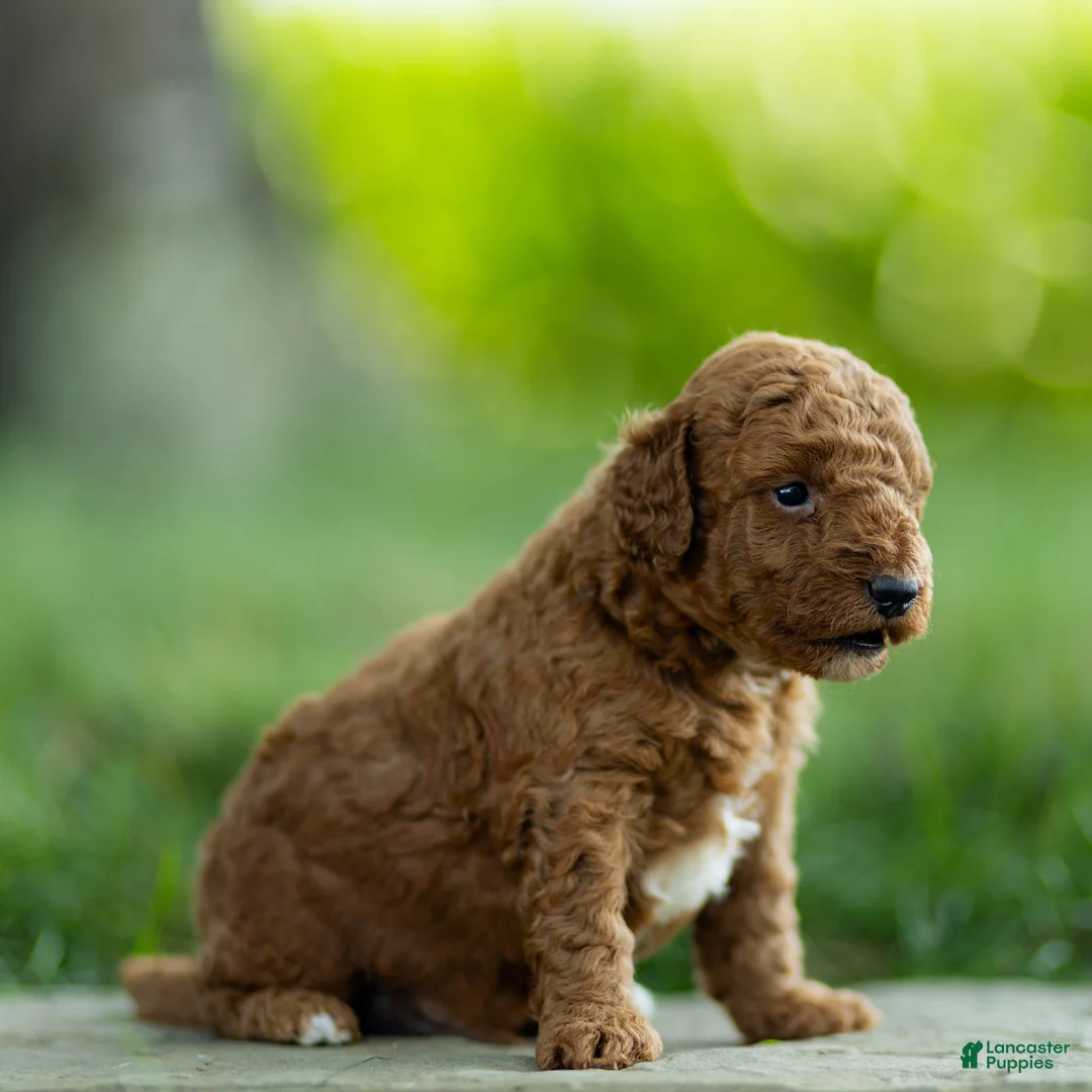 Labradoodle dogs for sale: Archie Labradoodle  - Ad 4
