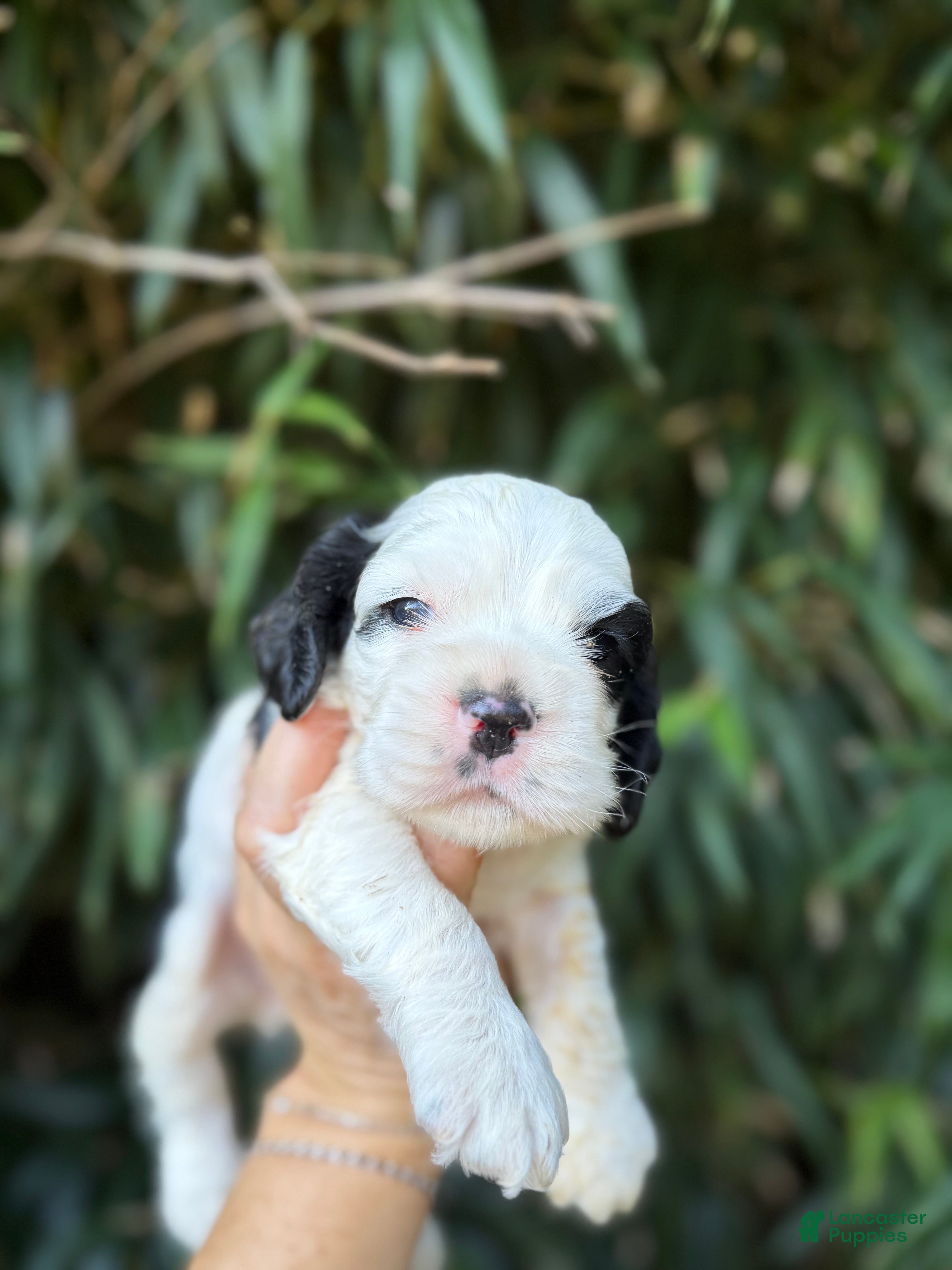 Cocker Spaniel dogs Cocker Spaniel 3 - Ad 38