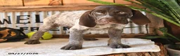 German Shorthaired Pointer dogs for sale: Bobby - Ad 3