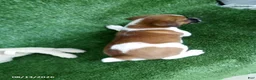 Jack Russell Terrier dogs for sale: Jack - Ad 4