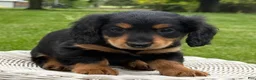 Miniature Dachshund dogs for sale: Milo - Ad 7