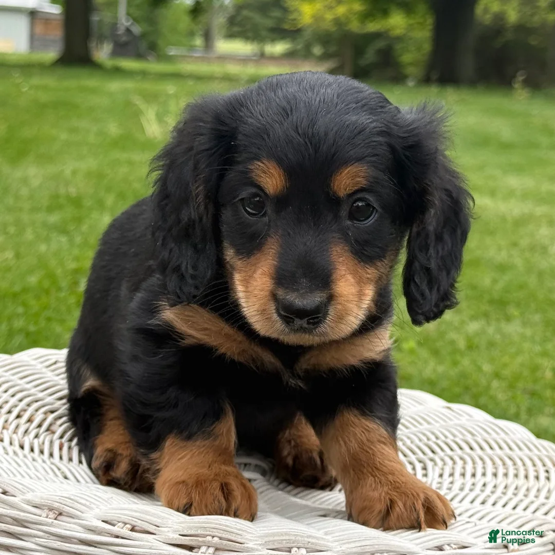 Miniature Dachshund dogs for sale: Milo - Ad 7