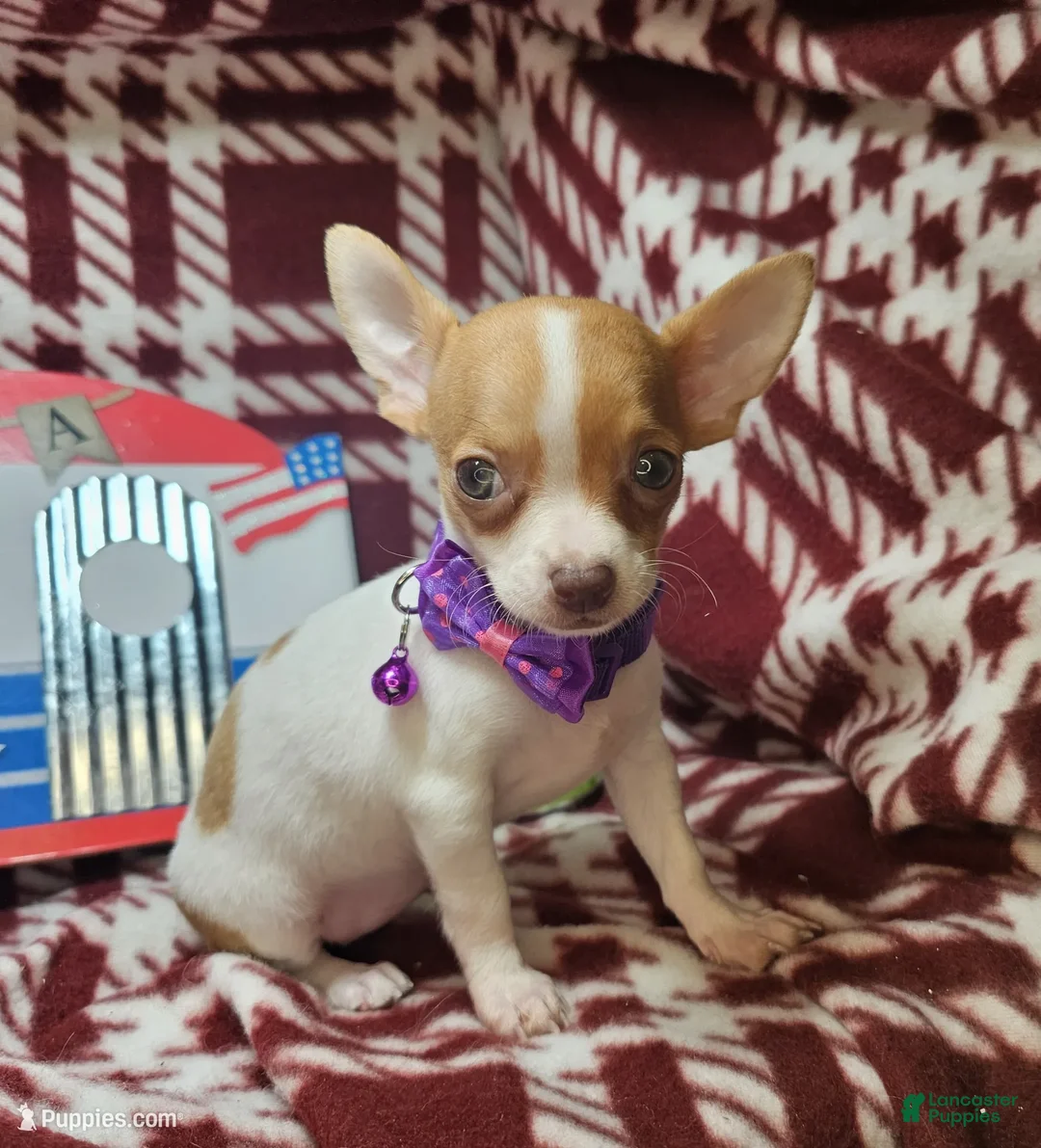 Chihuahua dogs for sale: Otessa (party) - Ad 2