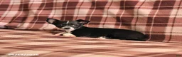 Chihuahua dogs for sale: Tulip - Ad 3