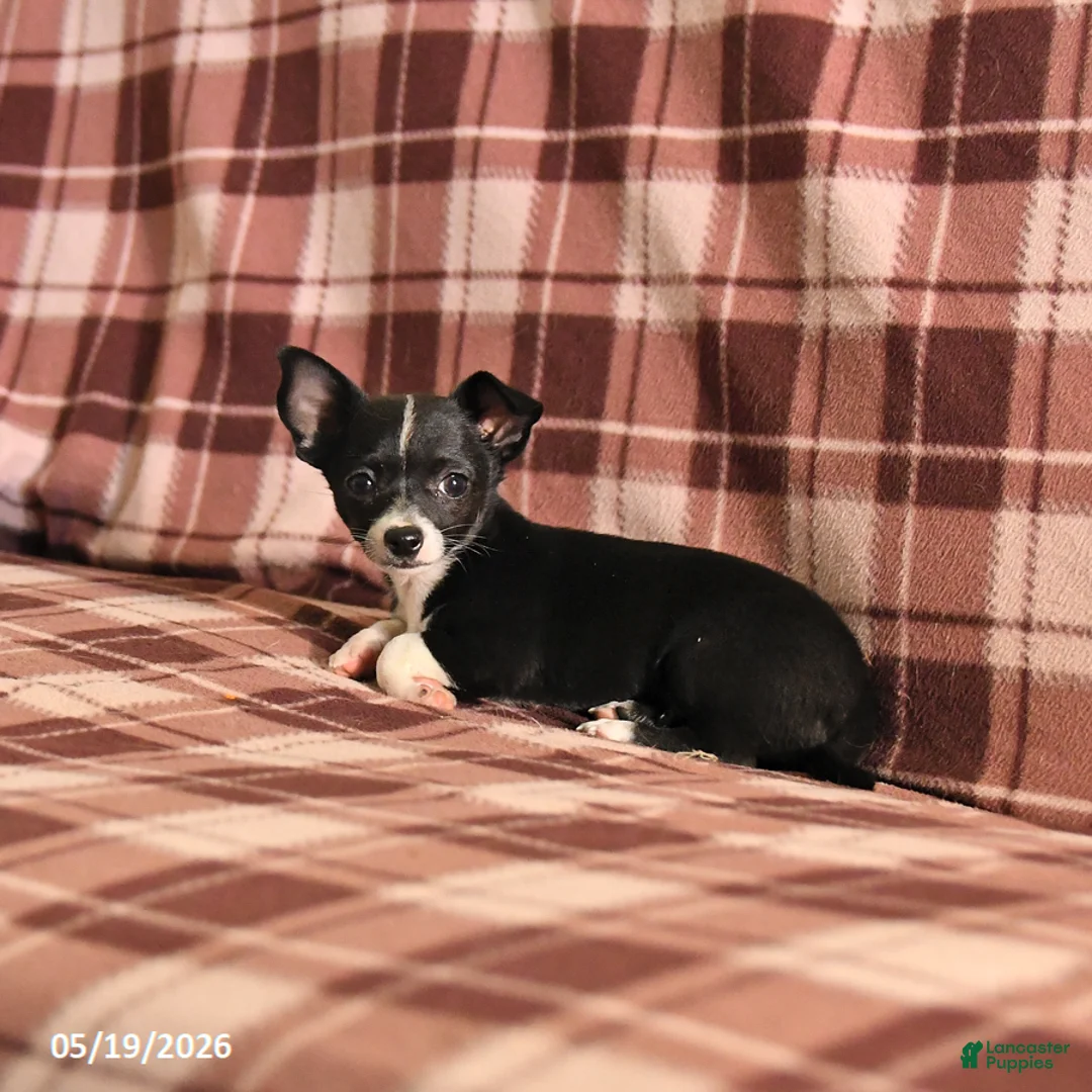 Chihuahua dogs for sale: Tulip - Ad 3