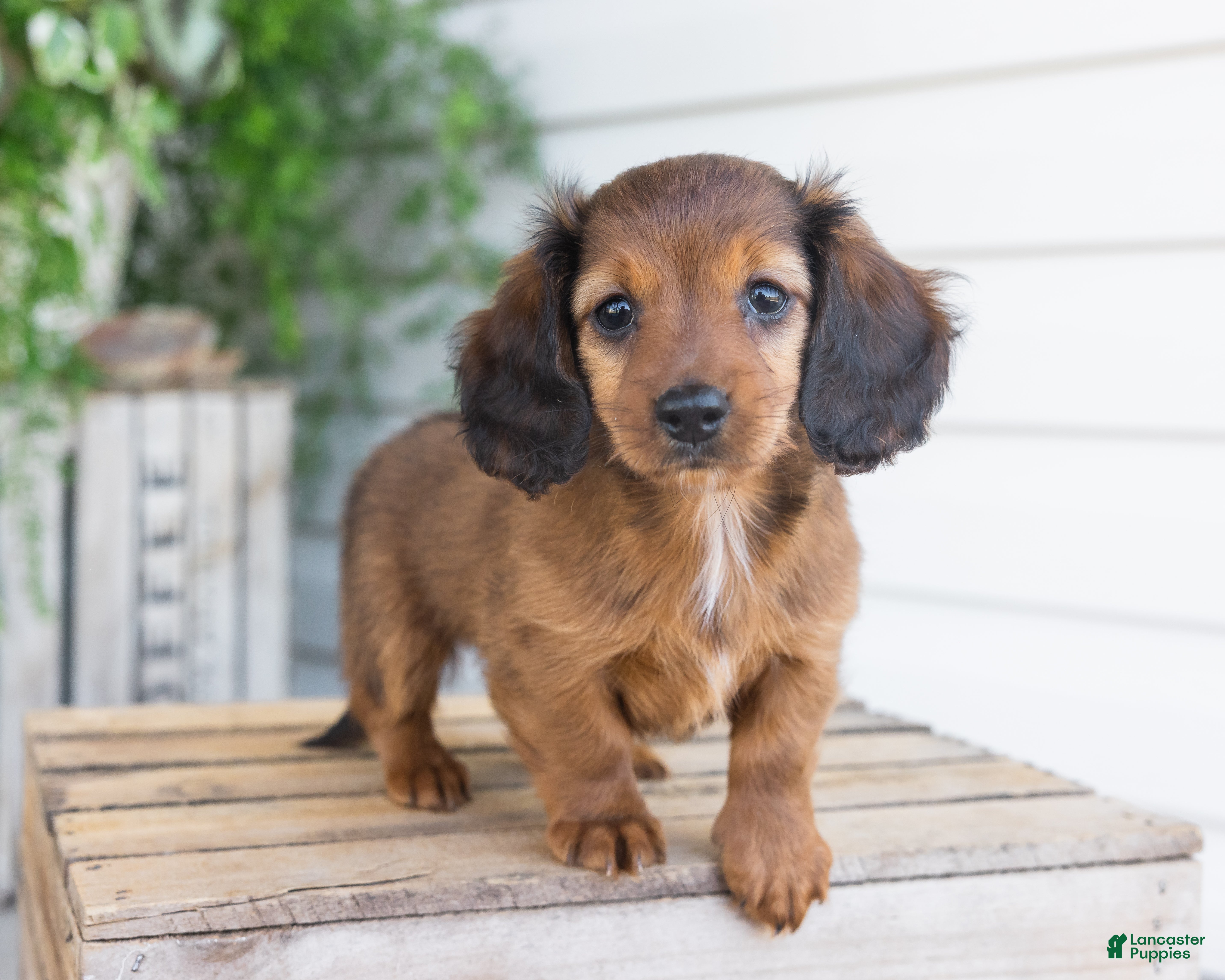 Dachshund dogs for sale: Hank - Ad 1