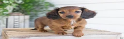 Dachshund dogs for sale: Hank - Ad 1