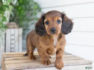 Dachshund dogs for sale: Hank - Ad 1