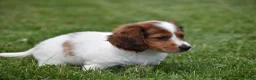 Miniature Dachshund dogs for sale: Cosmo - Ad 4