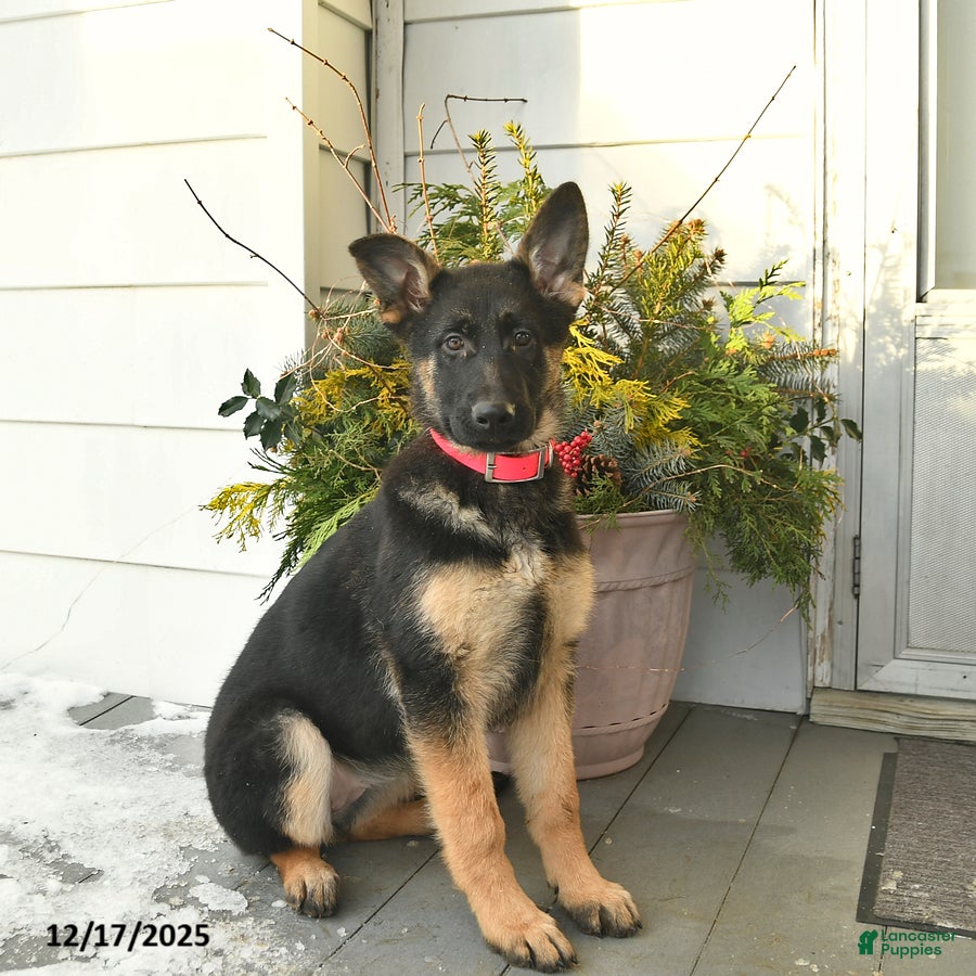 German Shepherd dogs Valerie - Ad 27