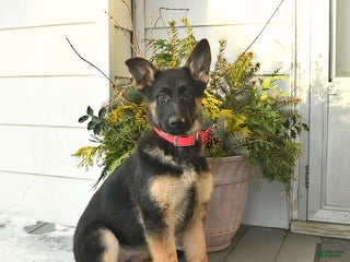 German Shepherd dogs Valerie - Ad 27