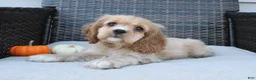 Cocker Spaniel dogs for sale: Cinnamon - Ad 9