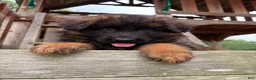German Shepherd dogs for sale: Gracie - Ad 5