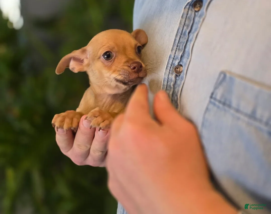 Chihuahua dogs for sale: Brandy  - Ad 11
