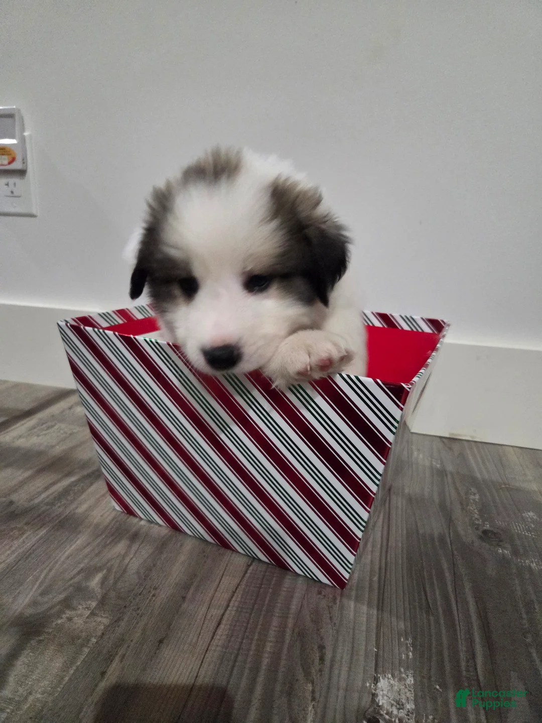 Great Pyrenees dogs for sale: Ralphie - Ad 10