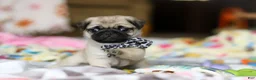 Pug dogs for sale: Poppy  - Ad 3