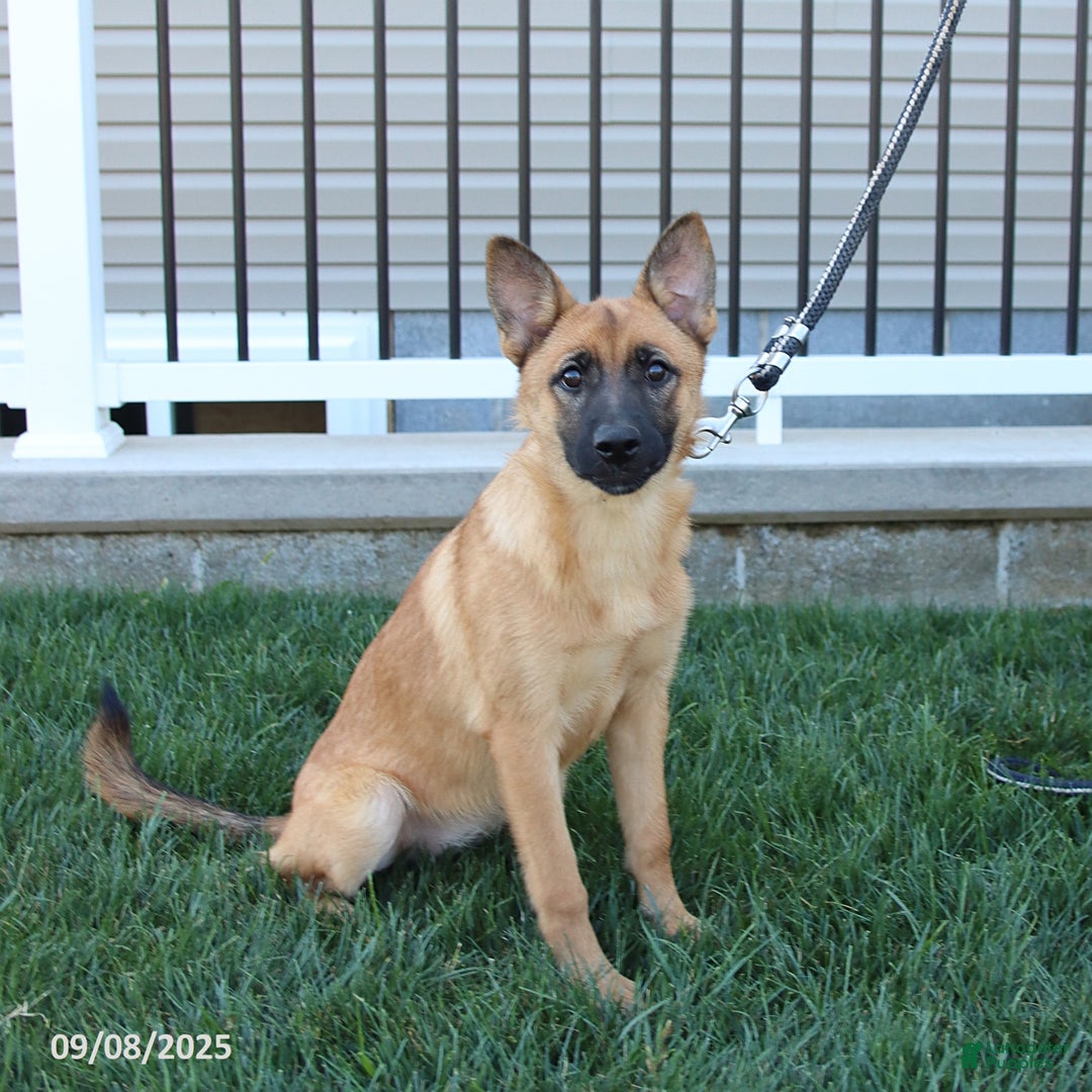 Mixed Breed dogs for sale: Thea - Ad 7