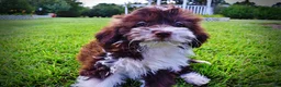 Havapoo dogs for sale: Diva - Ad 9