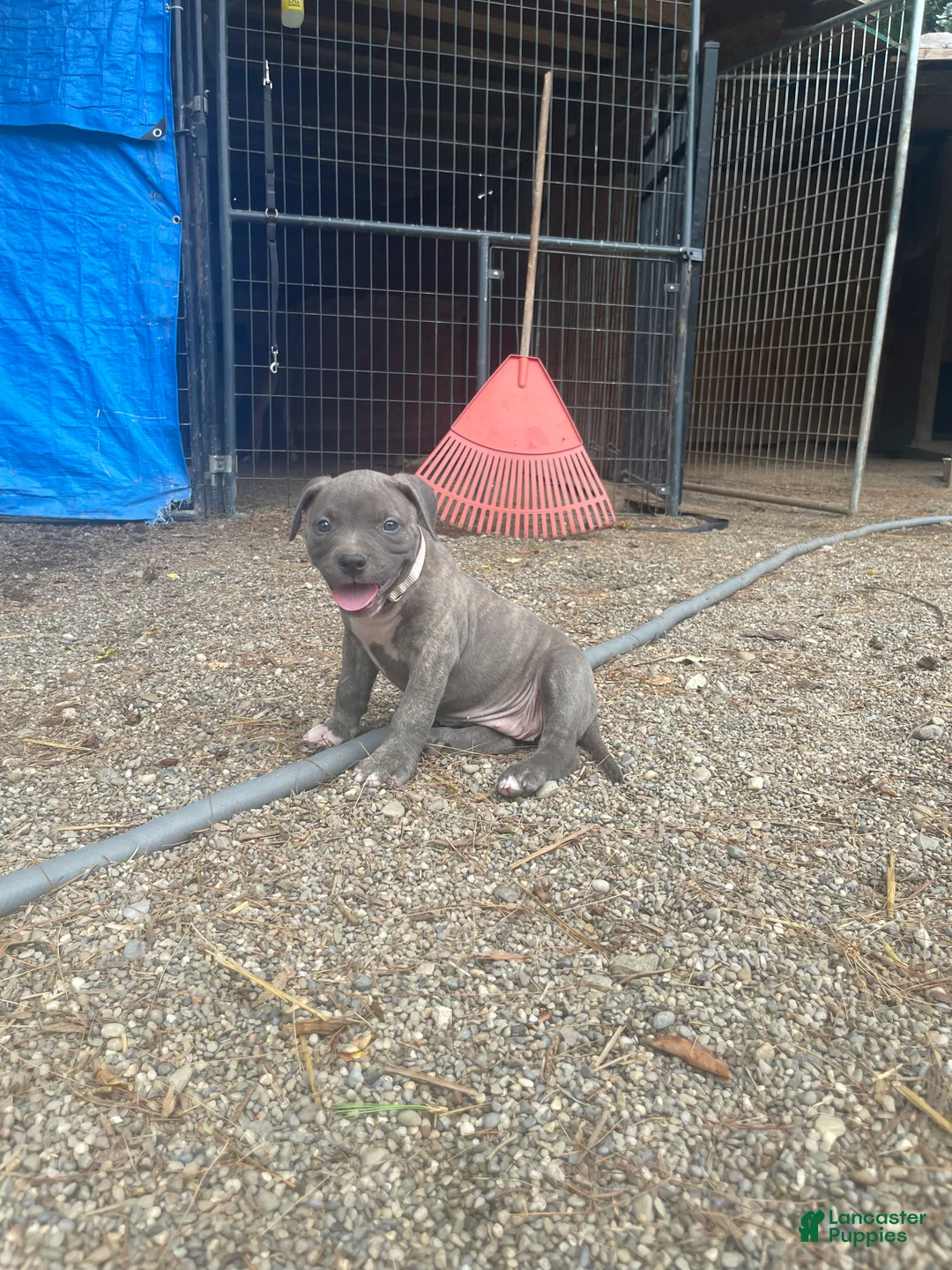 American Bully dogs for sale: American Bully 6 - Ad 1