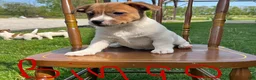 Jack Russell Terrier dogs for sale: Bingo - Ad 2