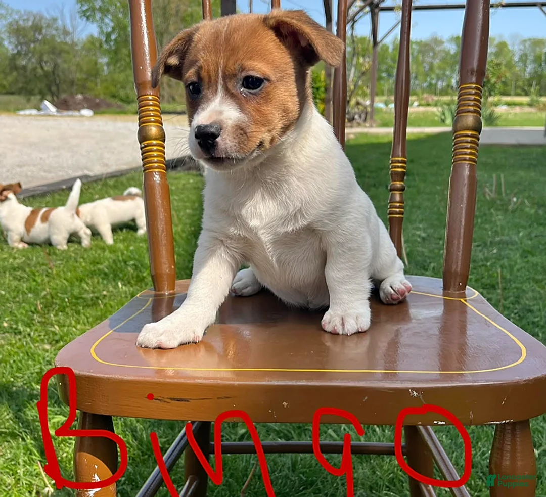 Jack Russell Terrier dogs for sale: Bingo - Ad 2