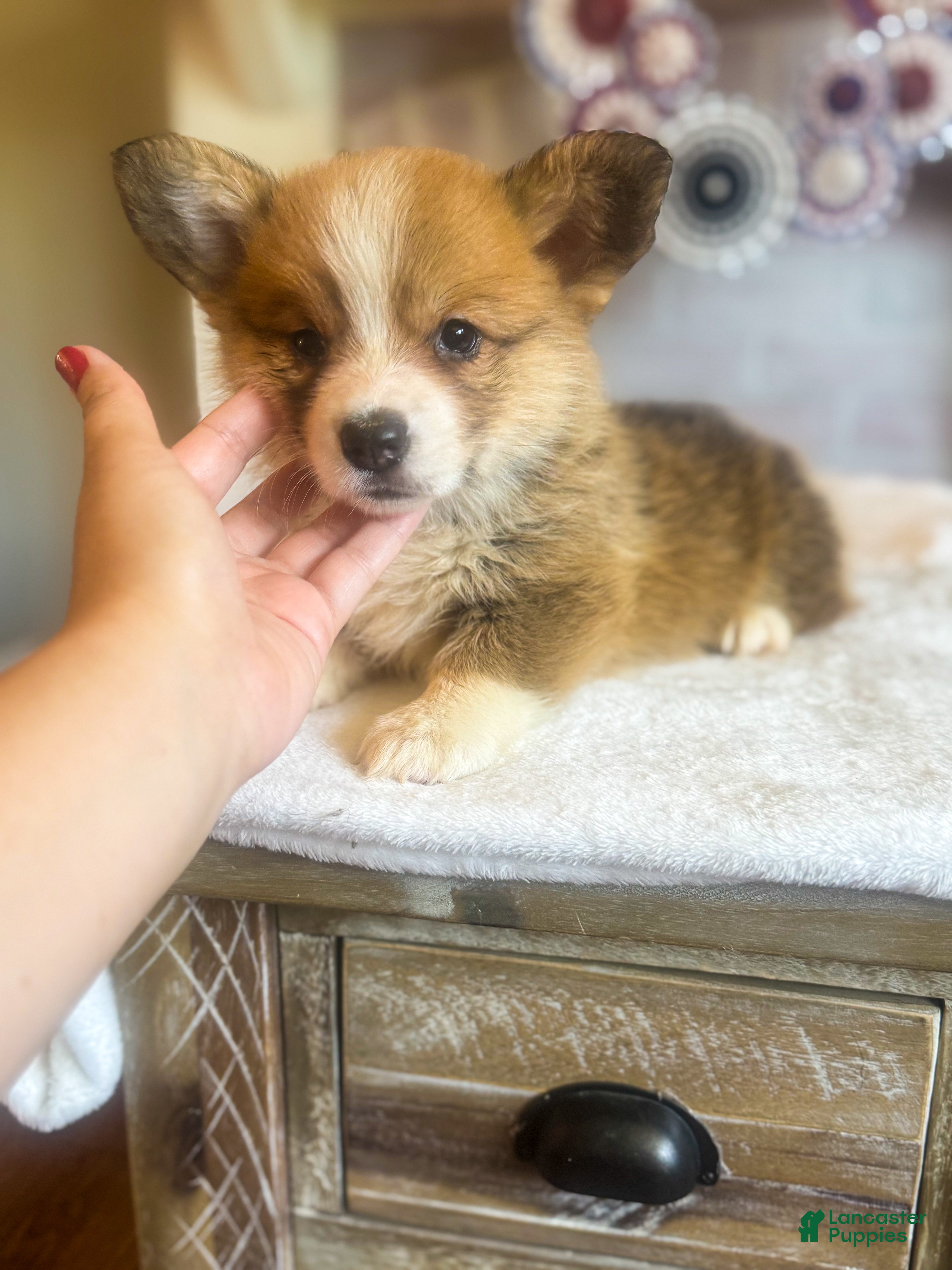 Welsh Corgi Pembroke dogs Fettucine (Fat Boy) - Ad 1