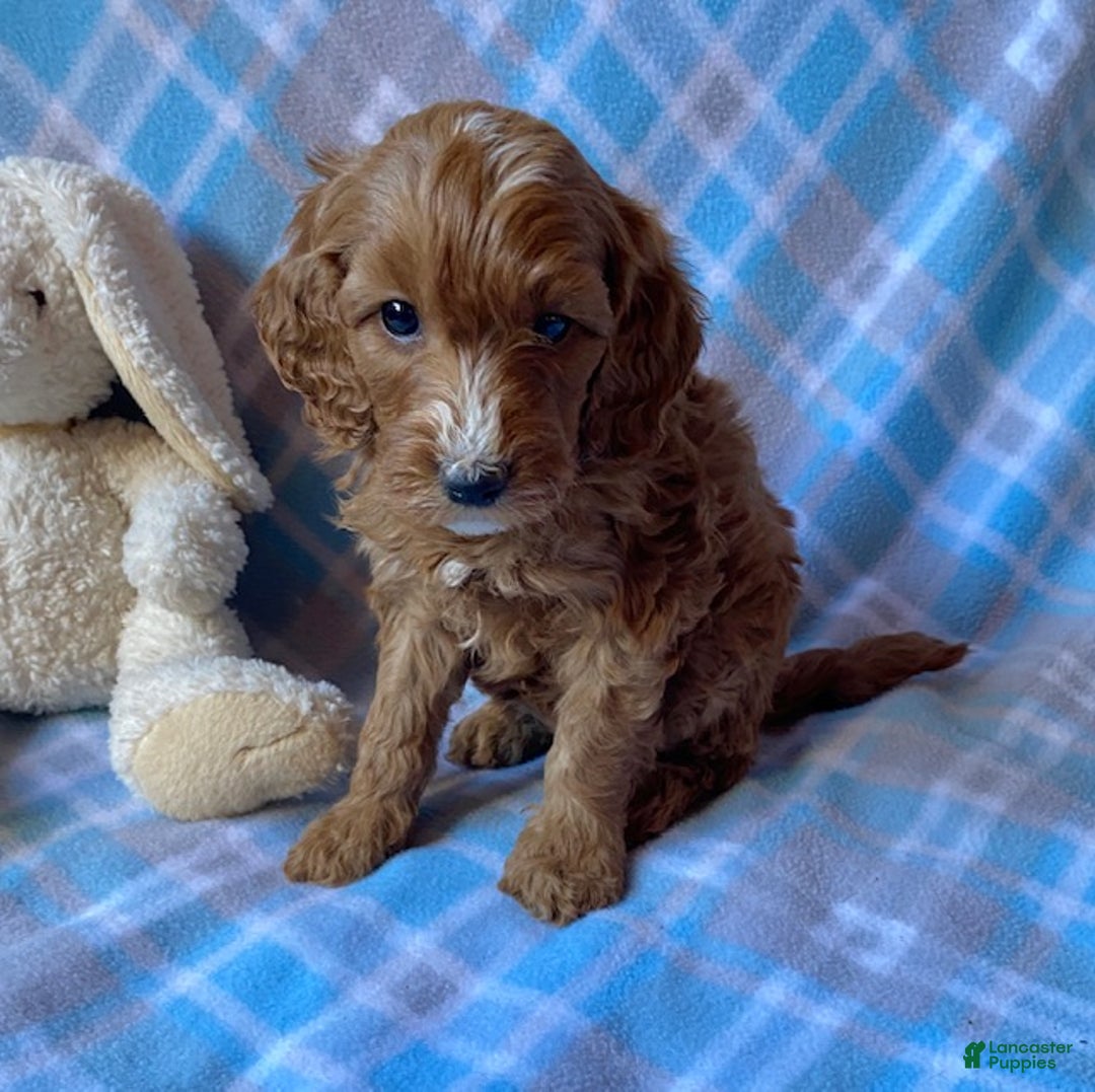Mini Goldendoodle dogs for sale: Comet - Ad 2