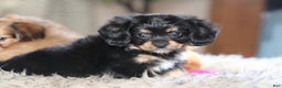 Mixed Breed dogs for sale: Cavalon Midnight - Ad 18