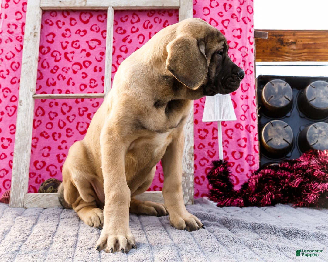 English Mastiff dogs for sale: Zeke - Ad 7